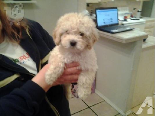 PoulaTo: Παιχνίδι Poodle
